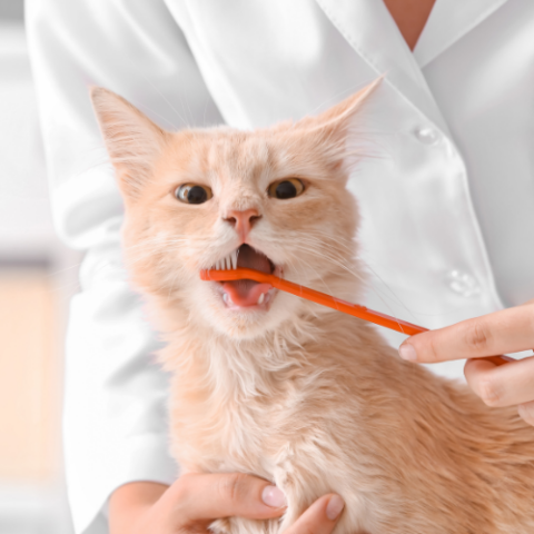 Best Veterinary Hospital In Pulaski, WI | Pulaski Veterinary Clinic