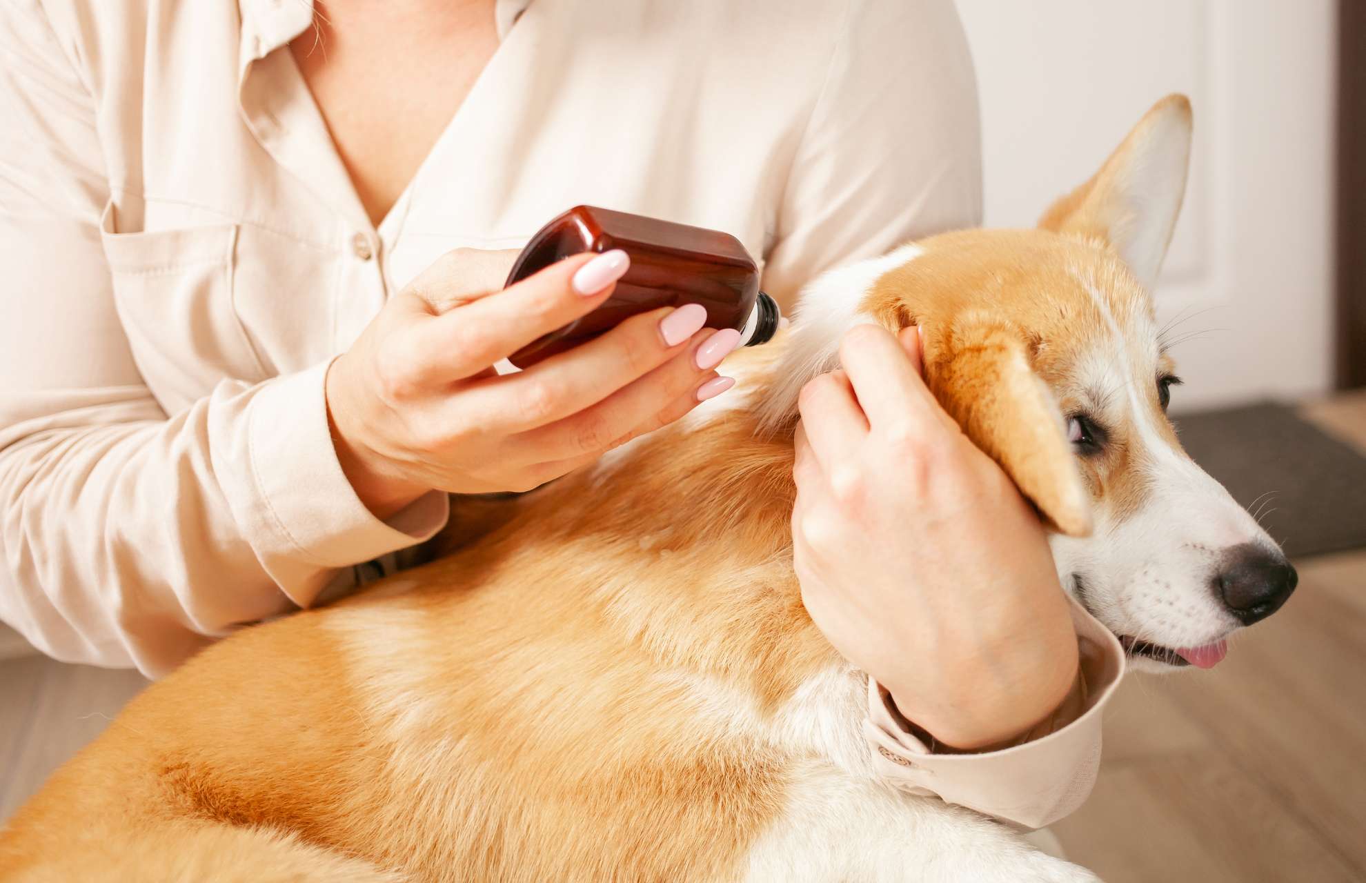 woman applying medicines on her dog's skin
