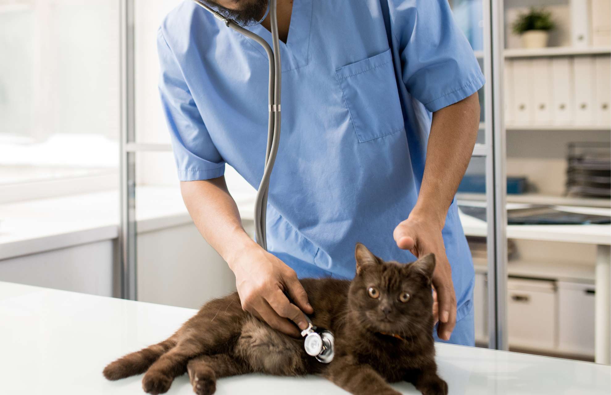veterinarians examining cat
