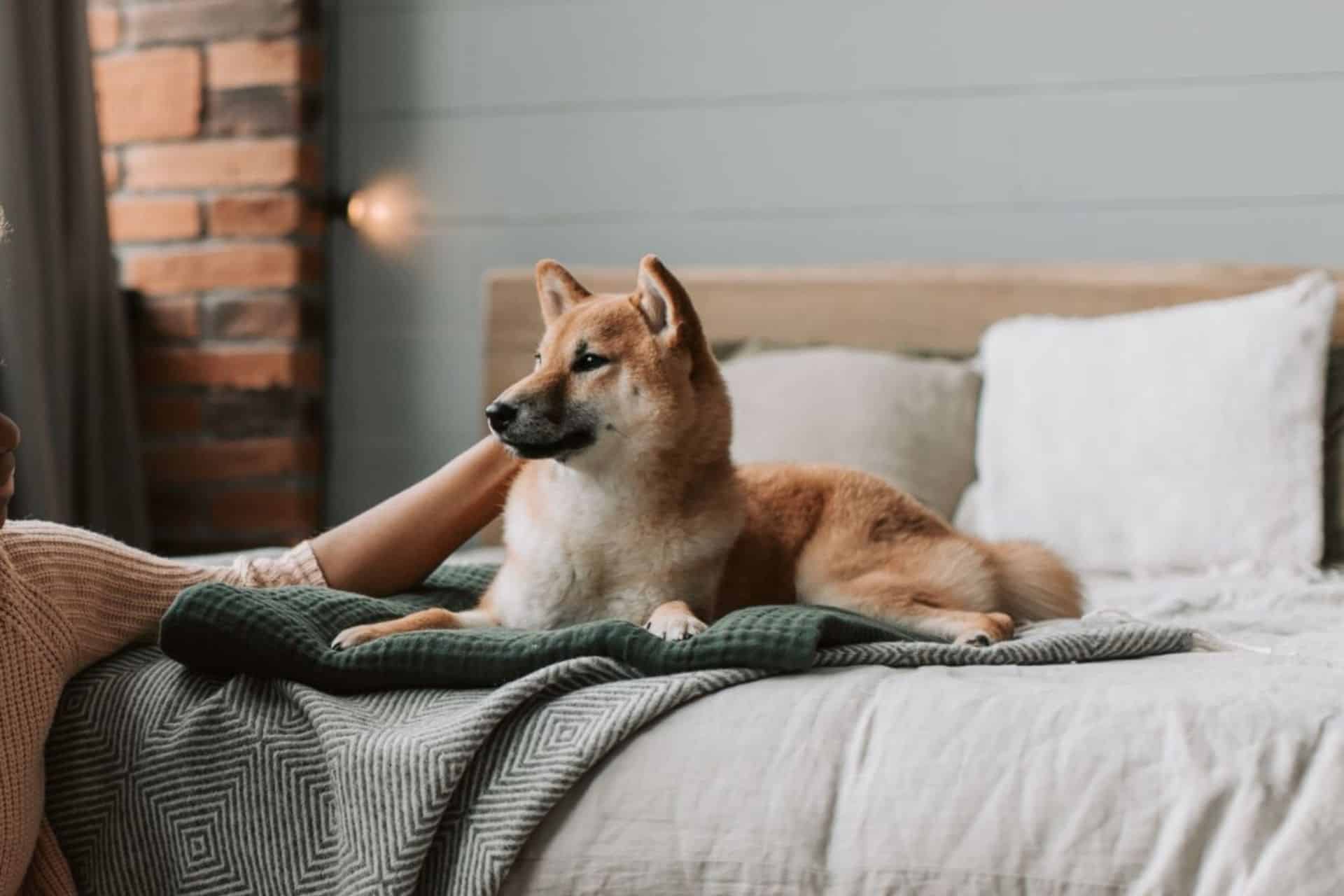 A dog on a bed