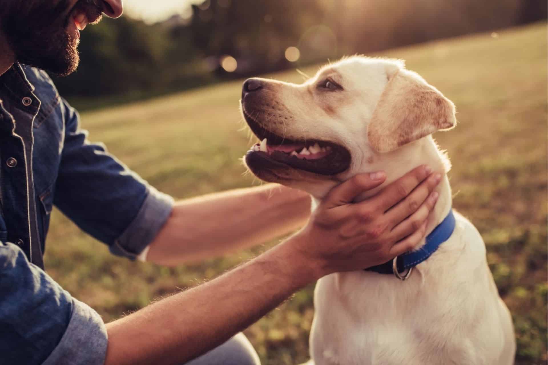 an old dog with owner