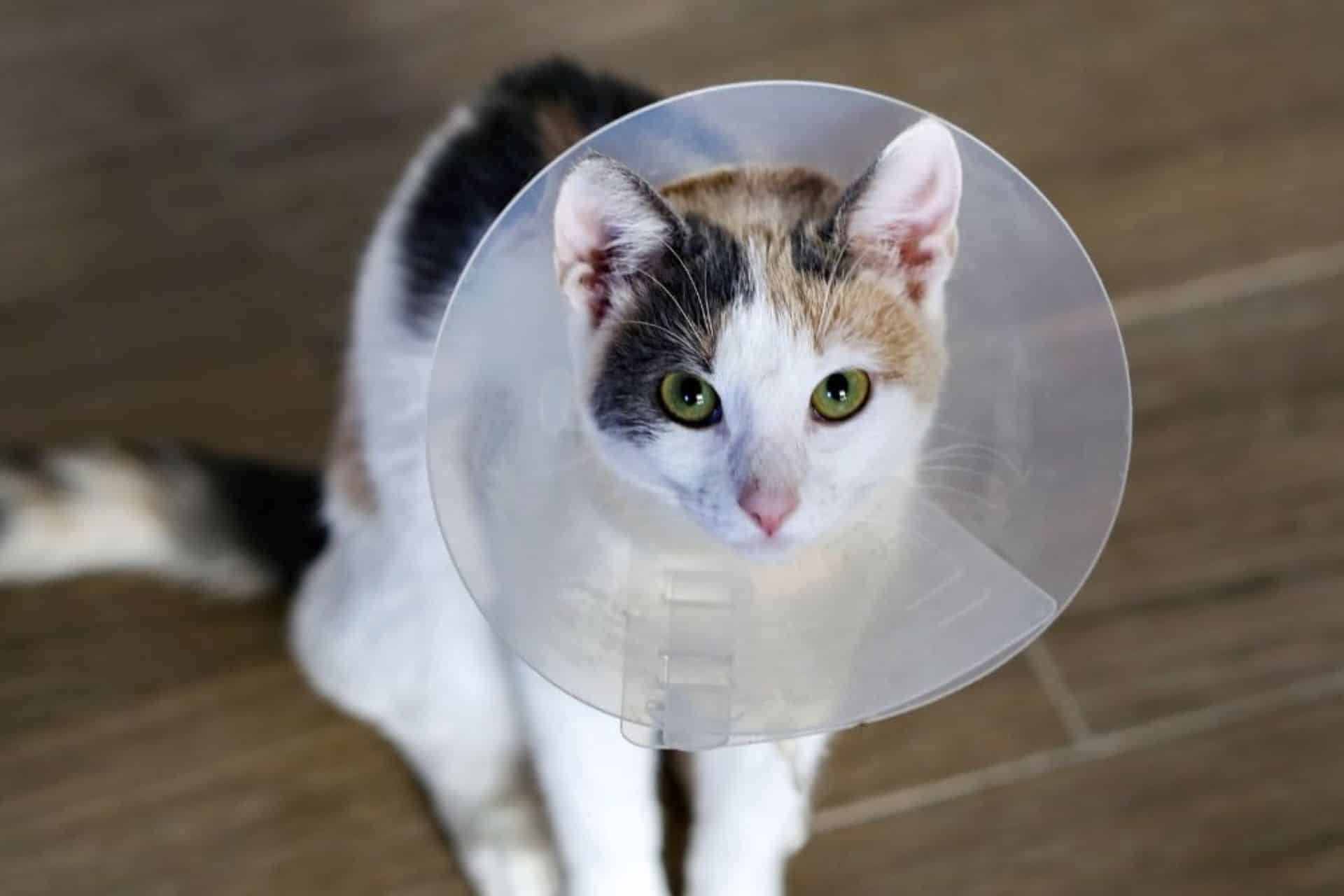 pet surgery