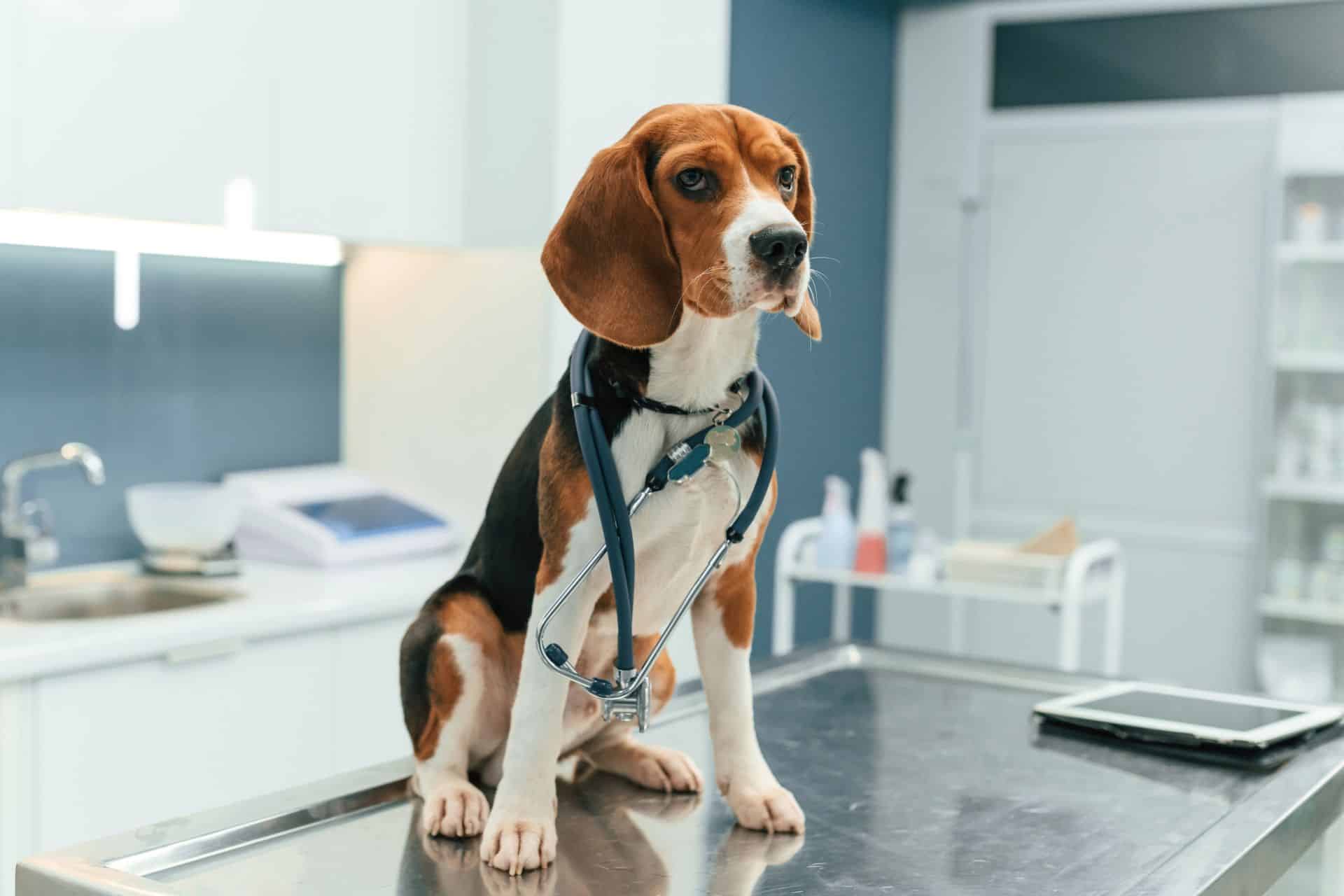 pet exam