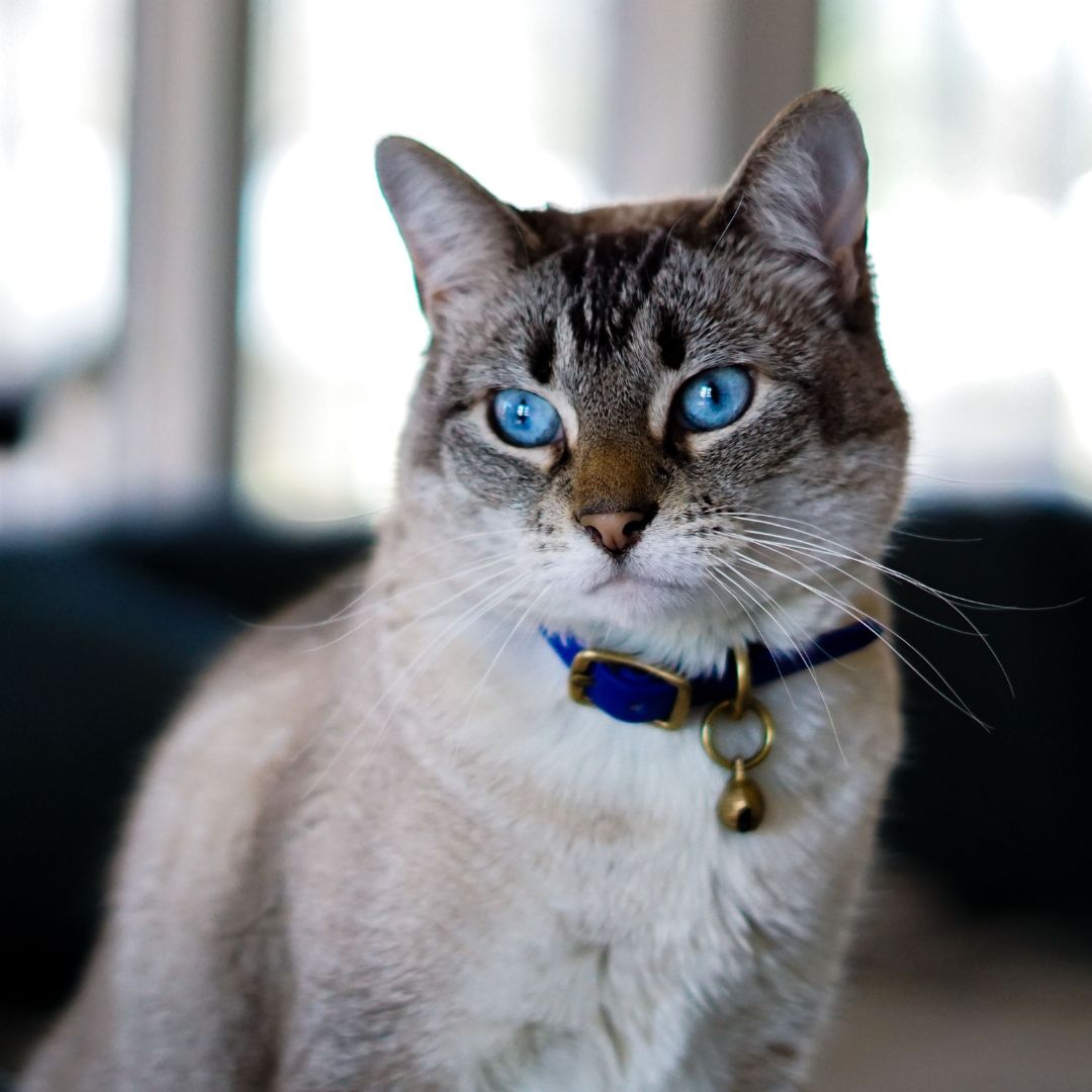 A blue eyes cat