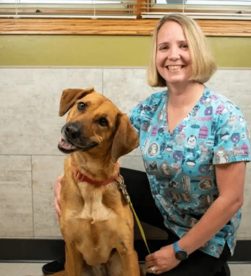 Brittany with a tan dog