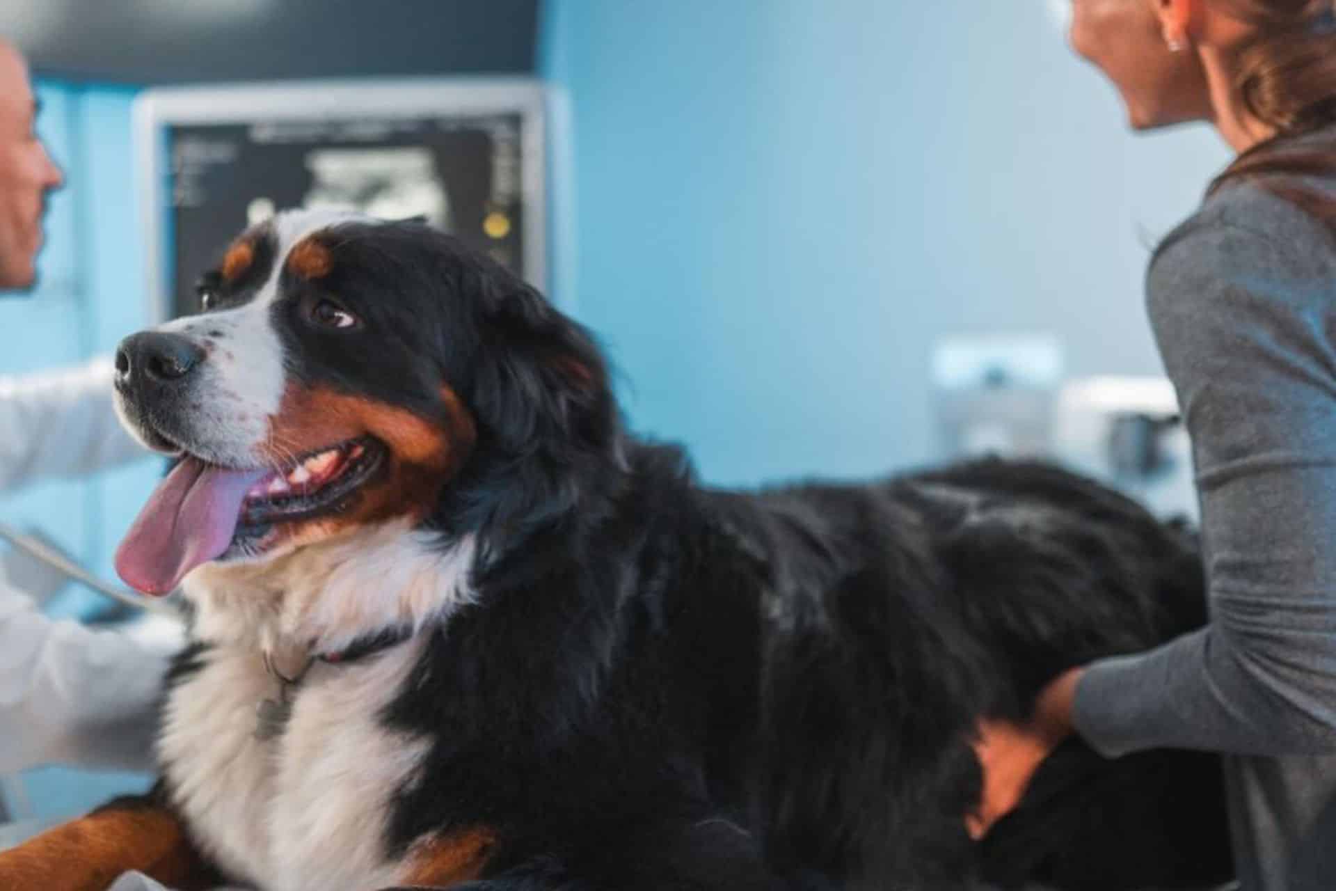 Pet Ultrasound